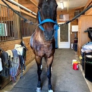 Meet your Posher, Iris